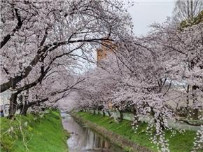 黒川/御用水跡街園