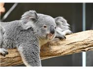 東山動物園写真