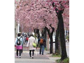 オオカンザクラの並木道