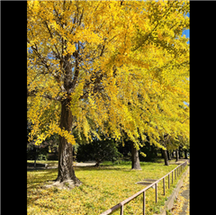 五町公園で撮影された西区役所特別賞受賞作品