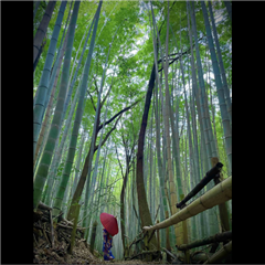 市バス沿線フォトコンテスト天白区編の最優秀賞作品の画像です