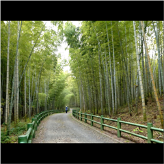 市バス沿線フォトコンテスト天白区編の優秀賞作品の画像です